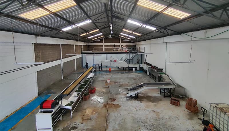 images/1714464156134Línea de clasificación de aguacates de Kenia1.jpg